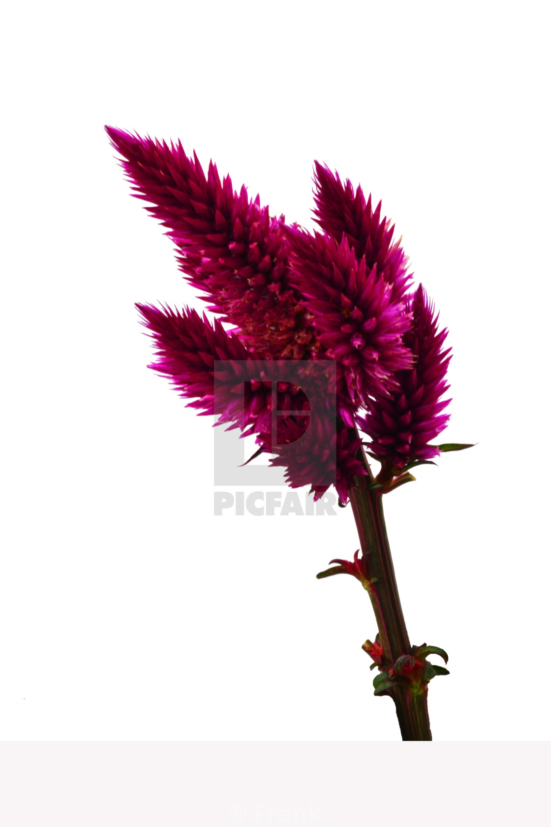 Амарант цветок